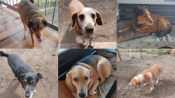 Seis perritas buscan un nuevo hogar tras perder a su cuidadora en Manizales