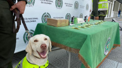 El canino Axel descubrió que la marihuana iba camuflada dentro de jeringas en Manizales