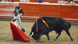 Corte Constitucional aceptó demanda en contra de la ley que prohíbe las corridas de toros en Colombia: atentos