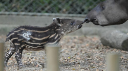 ¡Alegría en el Zoológico de Cali! Celebran nacimientos de monos titiés, suricatas y flamencos 