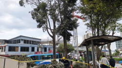 Vuelve y juega: podan árboles para ahuyentar garzas en Manizales, ahora en El Cable