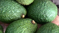 El aguacate hass colombiano, le puso mayor sabor al Super Bowl, ¿por qué?