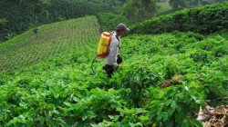 Almacafé confirma crédito rotativo de fertilización para los cafeteros de Colombia: conozca cómo funciona