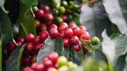 Precio del café sigue disparado, ¿hasta dónde puede subir?