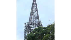 Garzas en Manizales: el reto de controlar estas aves invasoras en zonas urbanas
