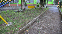 Garzas en Manizales: de El Cable pasaron a La Enea, Alcaldía activa plan para ahuyentarlas