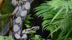 La impresionante transformación de la isla Gorgona 