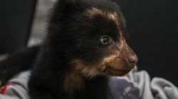 Video: en el Bioparque Ukumarí celebran por partida doble con dos osos de anteojos, Mafalda y Fura