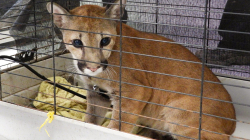 Policía rescata puma, víctima de tráfico ilegal: lo llevaban en un carro