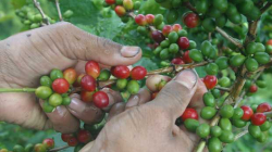 Producción de café se disparó en el 41% en enero, según reporte de la Federacafé: estas son las cifras