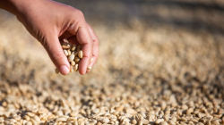 Huila, con la única cooperativa de caficultores pendiente para acogerse a Plan de Alivio Solidario