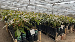 Avanzan propuestas de la Ruta del Abasto en Caldas: buscan fortalecer exportaciones con miras a China