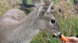 Angelita, una cría de venado que sobrevivió a las llamas y ahora es símbolo de resiliencia