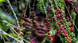 El café se encarece: caída en la producción y auge del consumo disparan los precios