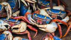 Recuperan 109 cangrejos azules que iban a ser vendidos en un mercado de Cali 