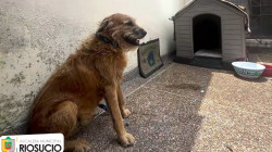 Hogar, dulce hogar: el perro Barbas, del temor por el sacrificio a terminar adoptado en Manizales