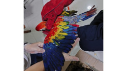En menos de una semana cae otro presunto traficante con guacamayas y loras en Caldas