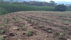 "Colombia también debe mejorar su oferta en café": delegado por Caldas al Comité Nacional de Cafeteros