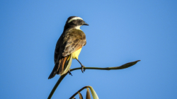 Colombia, líder mundial en el conteo de aves: registraron 1.560 especies en el Global Big Day