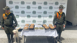 El perro Axel, la pesadilla para los traficantes de marihuana y tusi en Manizales