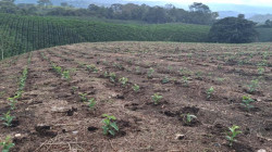 Cafeteros suman inversión por $1.910 millones para aumentar el área en café en Caldas