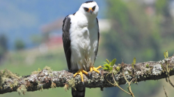 Registro inesperado de un águila enmascarada en Caldas: ave rapaz, poderosa y rara en Colombia