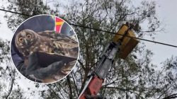 Aves en Caldas: rescatan un bello búho orejudo que estaba enredado en las ramas más altas de un árbol