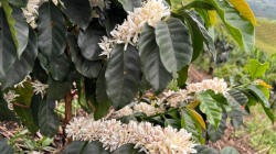 Intensas lluvias aguarán cosecha de café del segundo semestre: producción se disminuirá, señala Federacafé