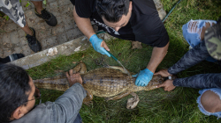 Ambientalistas rescatan a un cocodrilo con manchas de petróleo cerca del lago más grande de Venezuela