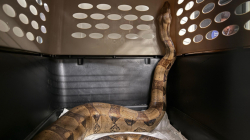Rescatan en un barrio de Medellín una boa constrictor de 2,5 metros y 15 kilos
