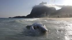 Hallan muerta una ballena jorobada en una playa turística: es época de migración de la Antártida a Brasil
