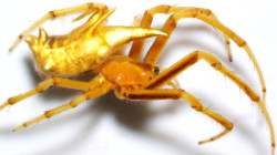 Descubren dos nuevas especies de arañas tejedoras en el Amazonas