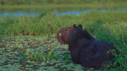 Minambiente reafirma protección del chigüiro, el roedor más grande del mundo: no autorizará caza comercial