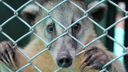 Expertos advierten sobre el auge del tráfico de animales exóticos en Caldas y Colombia