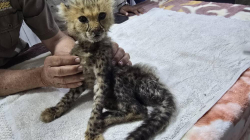 Rescatan del tráfico de animales a 10 crías de guepardo: sufrían desnutrición y no podían caminar