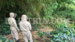 Recolector de café muere a causa de picaduras de abejas en Caldas