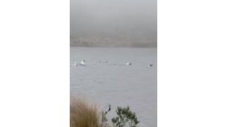 ¿Por qué las mascotas no deben ingresar a áreas protegidas y de fauna silvestre? Parques Nacionales explica 