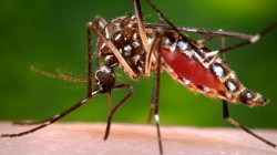 Levantan el estado de emergencia por casos de dengue en Caldas: se mantendrán acciones de prevención 