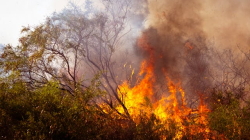 Esto pasará en lo respiratorio, si se aspira humo de los incendios forestales