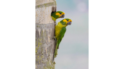 Salento, destino turístico del Eje Cafetero, celebrará su feria de las aves del 12 al 14 de septiembre