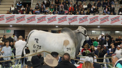 El Eje Cafetero se convierte en epicentro de la ganadería nacional: Pereira Feria Nacional Cebú 2025