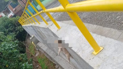 Indignación por muerte de un perro: habría sido colgado de un puente en Manizales