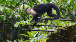 Premian labor de Cerro Castillo (Chile), Cristalino (Brasil), Galeras y Gorgona (Colombia)