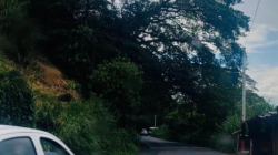 Este lunes 27 de octubre hay cierre de vía en Pereira por intervención a árbol que amenaza con desprenderse