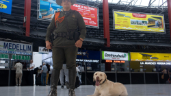 Un año de éxito: Axel, el perro antidrogas que se ha vuelto famoso en la Terminal de Manizales