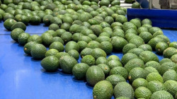 Aguacate hass colombiano se alista para volver al Súper Bowl, en 2025 exportó 9.396 toneladas, un 391% más