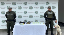 En Manizales, perro Axel detecta cargamentos de drogas, incluyendo marihuana y ketamina