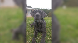 La atroz muerte de la perra Fiona: un nuevo caso de maltrato animal en Caldas que conmociona a la comunidad