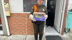Policía de Caldas y Corpocaldas recuperan seis especies de fauna silvestre en distintos municipios
