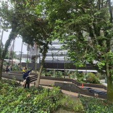 Operarios de Emas estaban ayer en el parque Ernesto Gutiérrez realizando los cortes necesarios a las ramas de los árboles para la seguridad de los transeúntes.